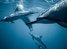 星空体育官方入口-潇洒！菲利克斯侧身扫射，B费角球助攻，葡萄牙2-0领先美国